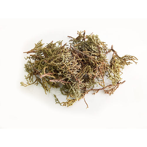 Zimbro Juniper Folha